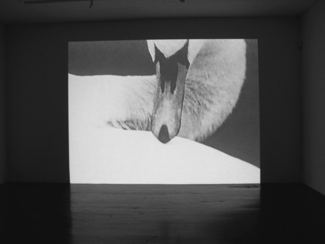 Swan, 1989
16mm film
4 minutes