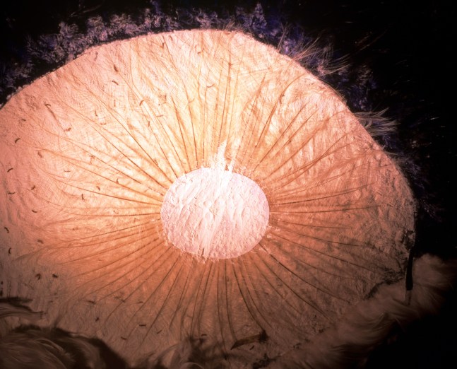 Something Concealed, 1998
Lightbox
33" x 40"