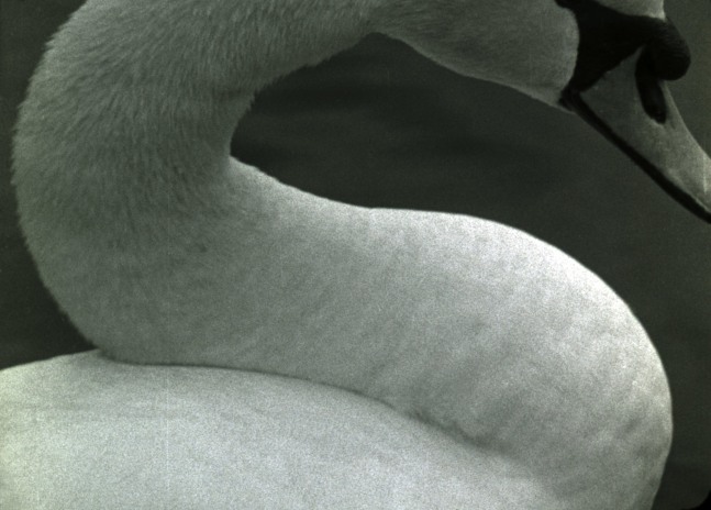 Swan&amp;nbsp;(Film Still)