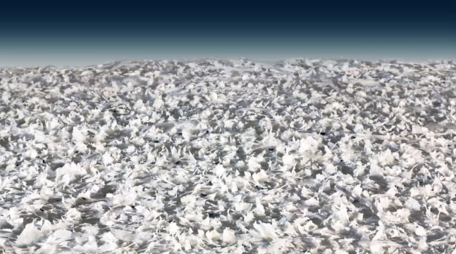 believing it all without the slightest shred of evidence, 2003
C-Print on Aluminum
43” x 24”