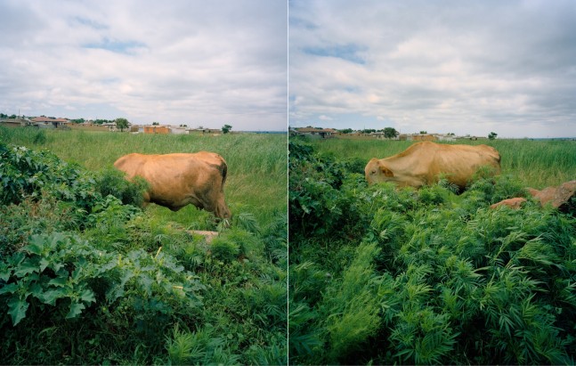Lindokuhle Sobekwa

Inkomo zakwa Mamsago I and II, 2021

Inkjet print on cotton rag

Work: 50 x 60 cm (19.7 x 23.6 in.)

Edition of 7 + 2 AP