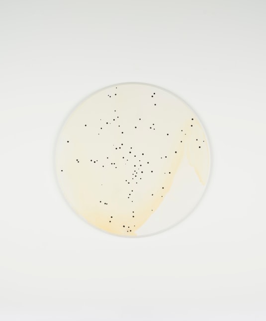 Callum Innes
Untitled, 2022
oil and shellac on Birch Ply
100 x 100 cm / 39.4 x 39.4 in