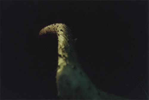 Gunnera Manicata 2014