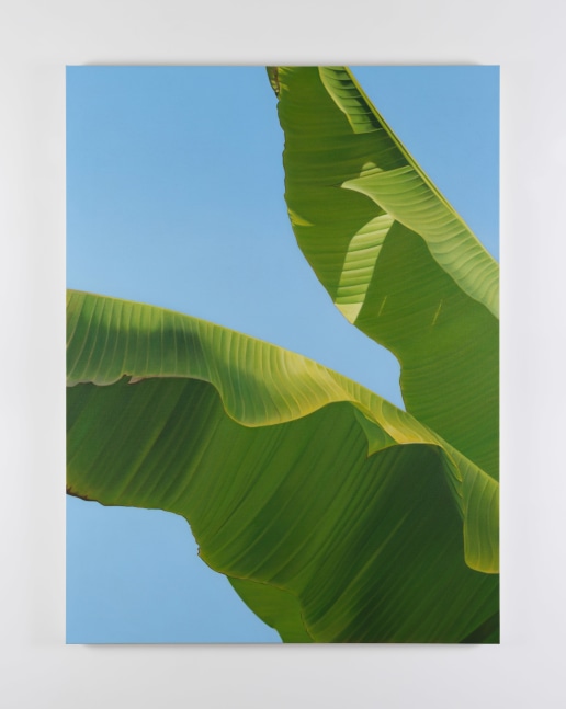Marcel Vidal&amp;nbsp;
Banana XI,&amp;nbsp;2022
oil on linen
160 x 120 cm / 63 x 47.2 in&amp;nbsp;