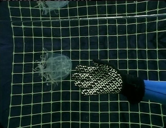 Dorothy Cross&amp;nbsp;Jellyfish Lake 2002&amp;nbsp;edition of 4&amp;nbsp;DVD 6 minutes