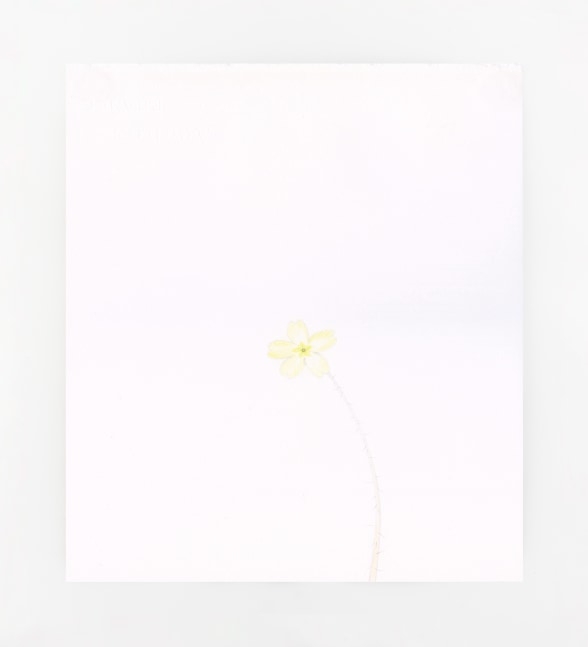 William&amp;nbsp;McKeown&amp;nbsp;
Open Drawing - Primrose&amp;nbsp;
colouring pencil on paper
28 x 25 cm / 11 x 9.8 in&amp;nbsp; &amp;nbsp;

&amp;nbsp;&amp;nbsp;