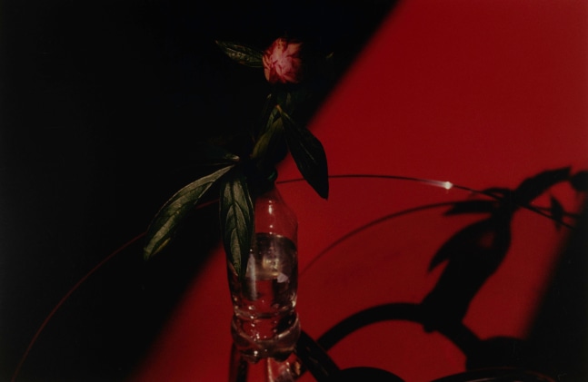 Samuel Laurence Cunnane&amp;nbsp;

Peony (red floor),&amp;nbsp;2024

Hand-printed C-type print on archival photo paper,&amp;nbsp;edition of 3 + 1AP

19.4 x 29.5 cm / 7.6 x 11.6 in image size&amp;nbsp;

40.5 x 51 cm / 15.9 x 20.1 in framed &amp;nbsp;

&amp;nbsp;