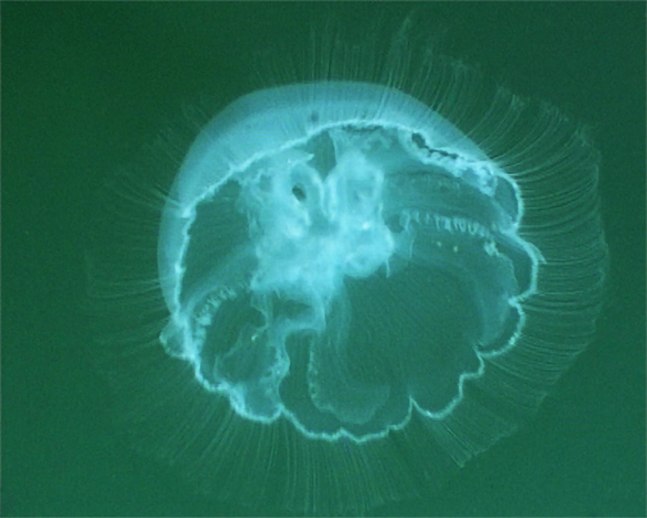 Dorothy Cross&amp;nbsp;Moon Jellyfish&amp;nbsp;Palau (LHS) 2002&amp;nbsp;lambda print diptych&amp;nbsp;edition of 4&amp;nbsp;19.5 x 24 cm / 7.7 x 9.4 in&amp;nbsp;&amp;nbsp;