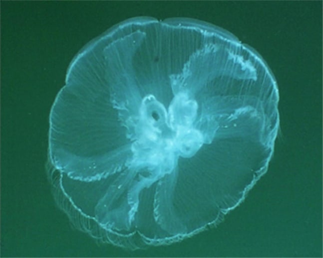 Dorothy Cross&amp;nbsp; Moon Jellyfish Palau (RHS) 2002 lambda print diptych edition of 4 19.5 x 24 cm / 7.7 x 9.4 in