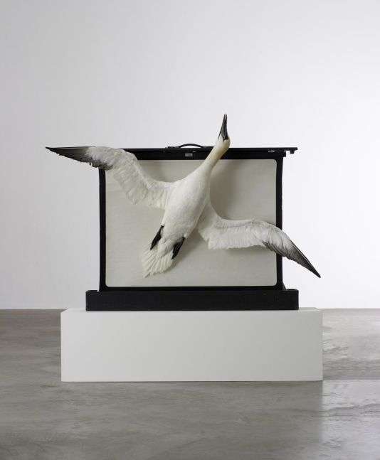 Dorothy Cross, Gannet