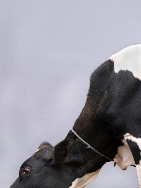 Paul Seawright&amp;nbsp;
Untitled (Cow IV), 2020
pigment print, framed with clarity glass, edition of 3
74.6 x 56 cm / 29.4 x 22 in&amp;nbsp; &amp;nbsp;