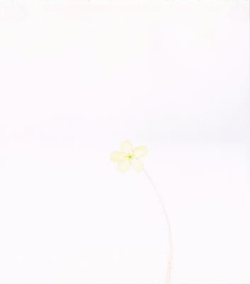 Open Drawing - Primrose