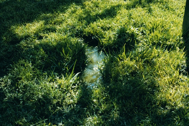 Image of a puddle surrounded by green grass in golden light by Mickey Aloisio
