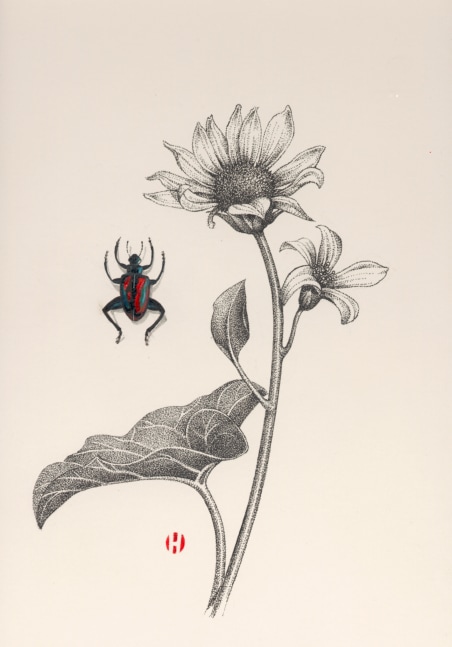 Mules Ear Daisy and Leaf Beetle, 2006

ink and Japanese watercolor

14 x 11 inches