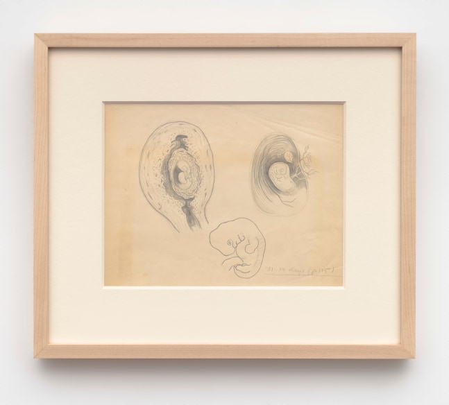 Helen Lundeberg (1908-1999)
Study of Fetal Development, c. 1934&amp;nbsp;
graphite on paper
8 1/2 x 11 inches;&amp;nbsp;&amp;nbsp;21.6 x 27.9 centimeters
LSFA# 16245&amp;nbsp;