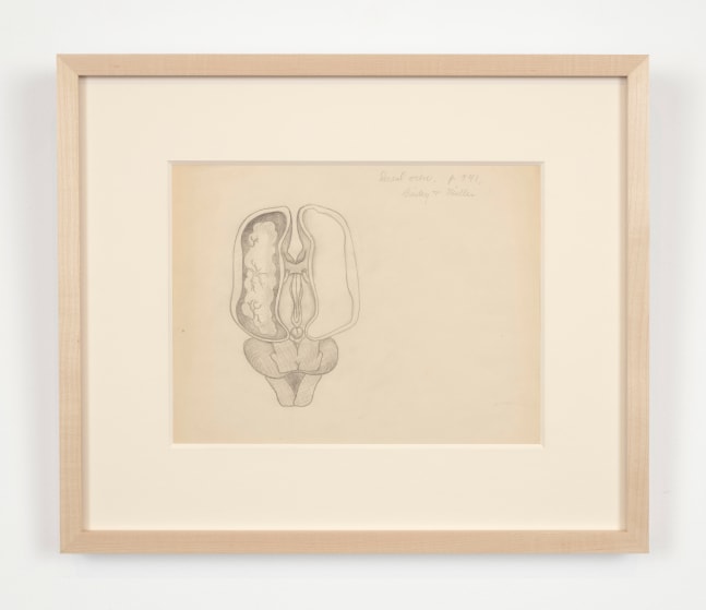 Helen Lundeberg (1908-1999)
Study of Fetal Brain, c. 1934&amp;nbsp;
graphite on paper
8 1/2 x 11 inches;&amp;nbsp;&amp;nbsp;21.6 x 27.9 centimeters
LSFA# 16246&amp;nbsp;