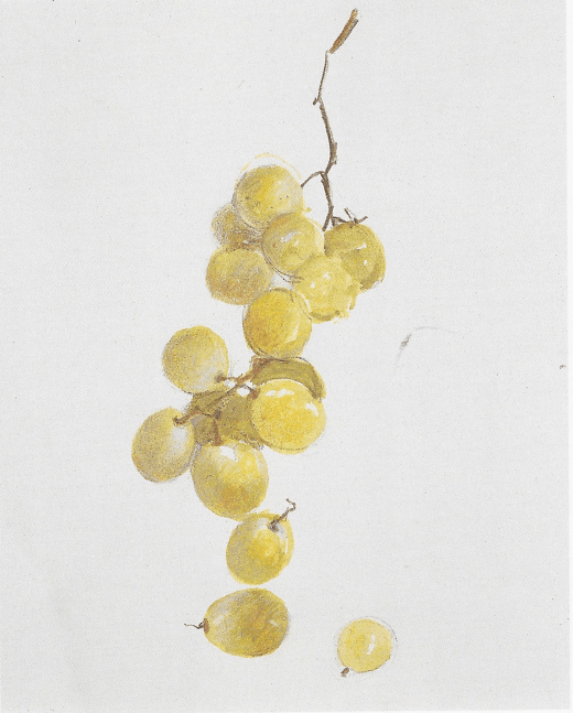 Grape, 2001

crayon and watercolor

8 1/4 x 6 5/8 inches&amp;nbsp;&amp;nbsp;&amp;nbsp;