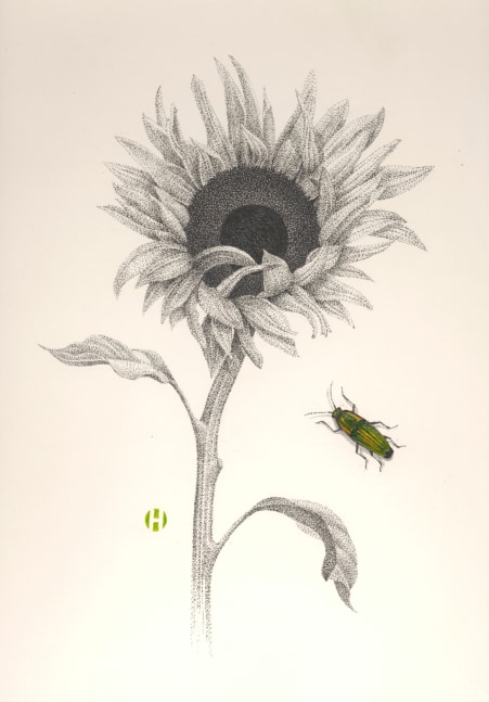 Sunflower and Click Beetle, 2005

ink and Japanese watercolor

14 x 11 inches