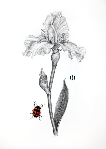 Iris and Fungus Beetle, 2005

ink and Japanese watercolor

14 x 11 inches