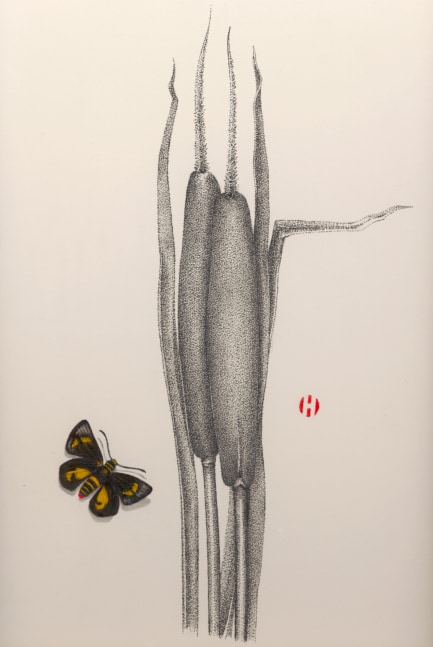 Cattails and Skipper Moth, 2005

ink and Japanese watercolor

14 x 11 inches