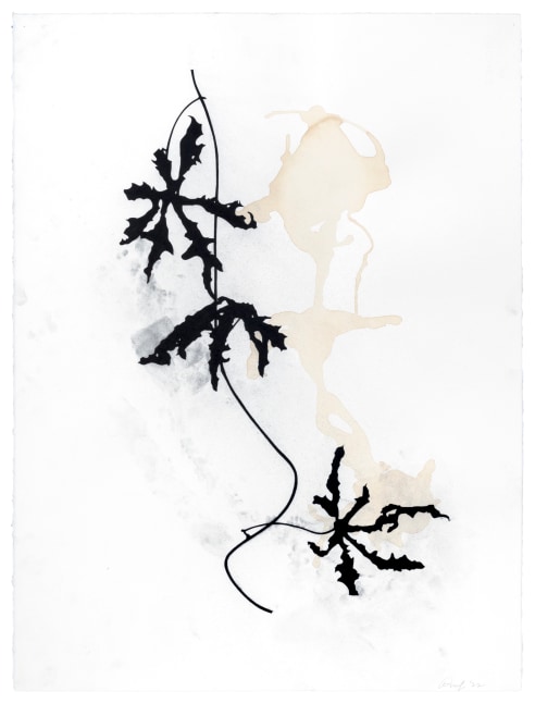 Randy Twaddle Vine #12, 2022 charcoal and coffee on paper 30" x 22 1/2" RT 438