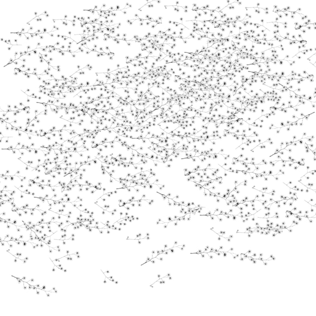 Dornith Doherty
Pycnantha, 2014
archival pigment print, ed: 3
30" x 30"