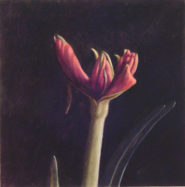Jean Carruthers Wetta Amaryllis I, 2008 oil on paper 10" x 10" JCW 19 Moody gallery