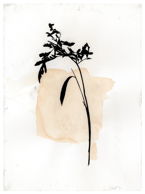 Randy Twaddle Arrangement #8, 2023 charcoal and coffee on paper 30" x 22 1/4" RT 465