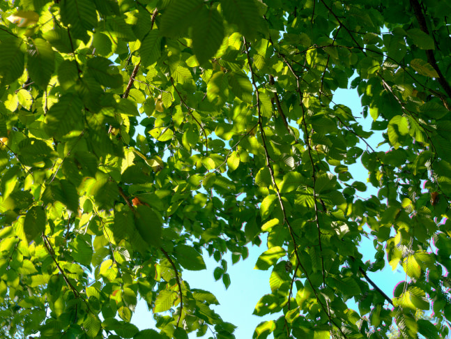 MANUAL (Hill &amp;amp; Bloom)
Yellow Birch Cycle #6, Sept 5 [9:53:20&amp;mdash;9:53:50 am], 2015
archival pigment print, ed: 5
33 1/8&amp;quot; x 43 1/4&amp;quot;
M 574
