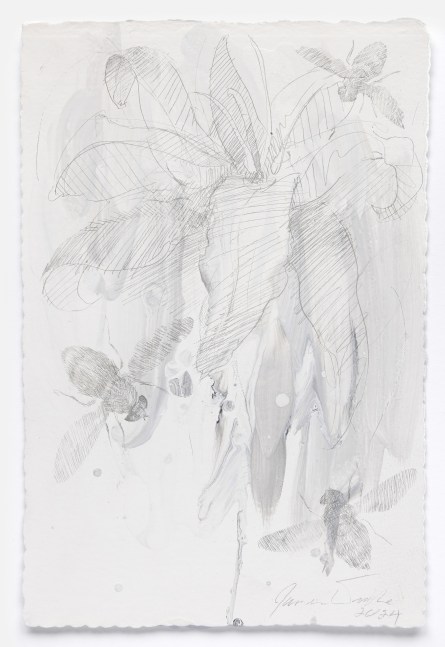 James Drake Orchid with Bees, 2024 silverpoint, ink on gessoed paper 11 1/2" x 7 3/4" JD 365, Moody Gallery