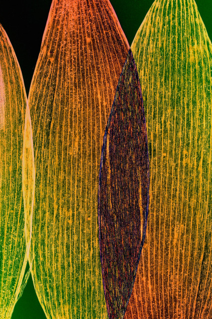 Dornith Doherty Leaf Study, 2024 archival pigment print, ed: 3 36" x 24" DD 56