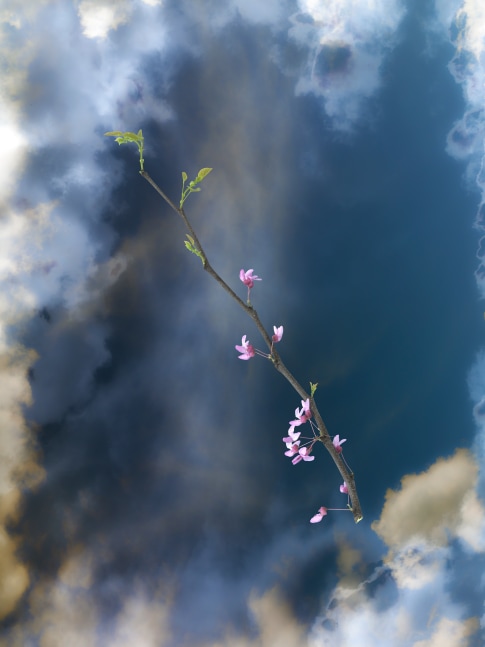 MANUAL (Hill & Bloom) Trees Flower #2 (Red Bud), 2015 archival pigment print, ed: 5 39 1/2" x 30 1/2" M 581 Moody Gallery