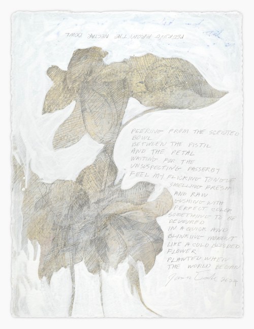 James Drake Peering From the Nectar Bowl, 2024 silverpoint, ink on gessoed paper 15 1/4" x 11 1/8" JD 363