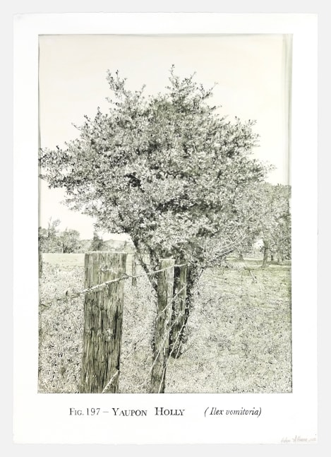 Helen Altman Fig. 197 - Yaupon Holly, 2025 acrylic on paper 42” x 29 3/4" HA 893, Moody Gallery
