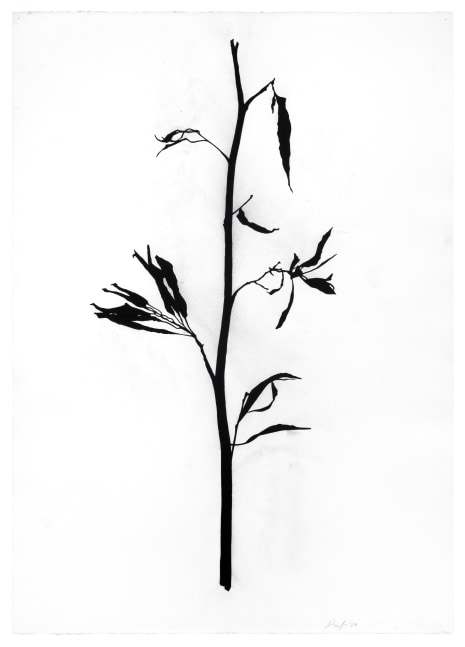 Randy Twaddle Graft #5, 2023 charcoal on paper 41 1/2" x 29 1/2" RT 456