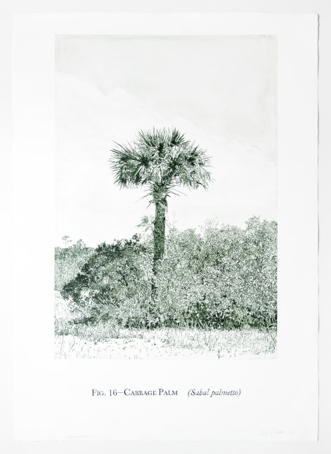 Helen Altman Fig. 16 - Cabbage Palm, 2010 acrylic on paper 42" x 29 3/4" HA 330 Moody Gallery