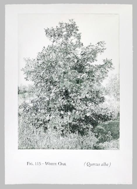 Helen Altman Fig. 115 - White Oak, 2021 acrylic on paper 42" x 29 3/4" HA 798 Moody Gallery