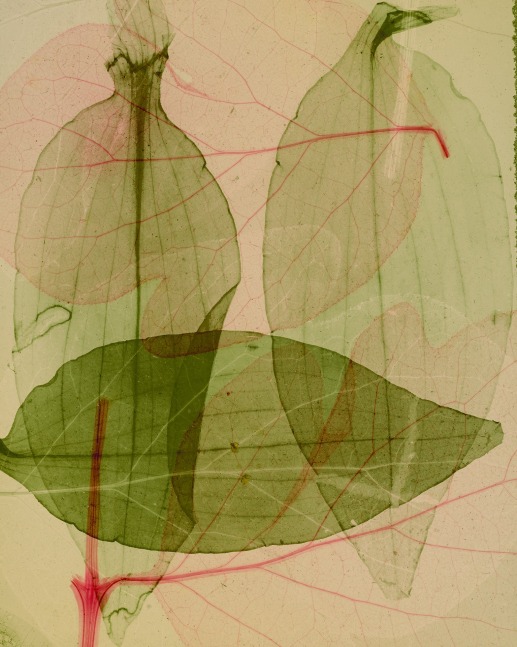 Dornith Doherty Primavera, 2025 archival pigment print, ed: 5 30" x 24" DD 69