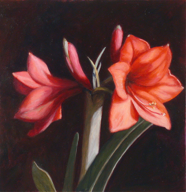 Jean Carruthers Wetta Amaryllis III, 2008 oil on paper 10" x 10" JCW 20 Moody Gallery