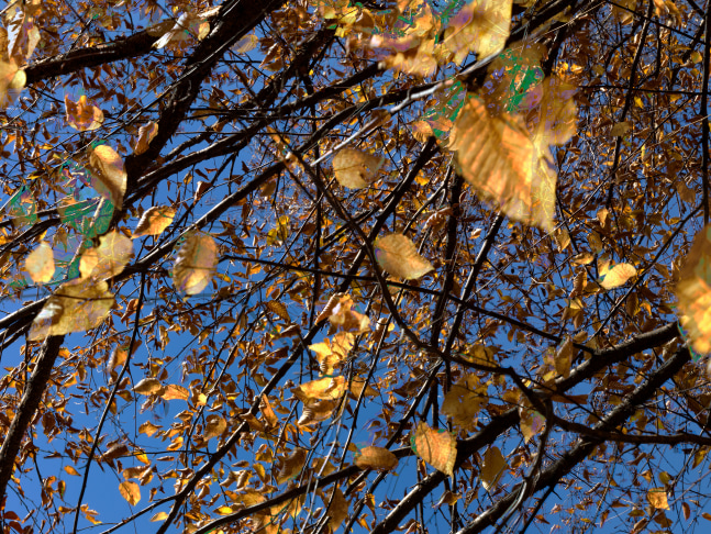 MANUAL (Hill &amp;amp; Bloom)
Yellow Birch Cycle #11, Oct 15 [3:07:46&amp;mdash;3:10:04 pm], 2015
archival pigment print, ed: 5
33 1/8&amp;quot; x 43 1/4&amp;quot;
M 596
