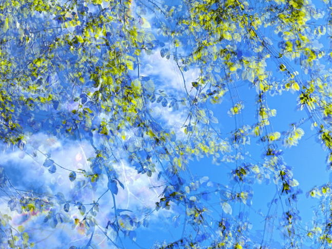 MANUAL (Hill &amp;amp; Bloom)
Yellow Birch Cycle #1, May 13 [5:20:07&amp;mdash;5:21:39 pm], 2015
archival pigment print, ed: 5
33 1/8&amp;quot; x 43 1/4&amp;quot;
M 595