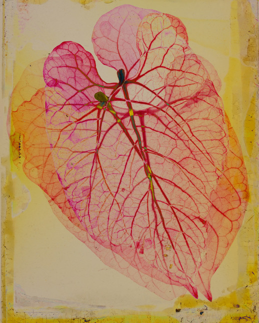 Dornith Doherty Interlace, 2025 archival pigment print, ed: 5 30" x 24" DD 70