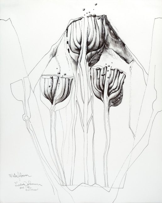 Lucas Johnson Waterflower, 1992 ink on paper 13 1/2" x 10 3/4" MC 1034