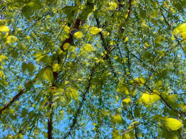MANUAL (Hill &amp;amp; Bloom)
Yellow Birch Cycle #2, May 14 [10:49:13&amp;mdash;10:49:51 am], 2015
archival pigment print, ed: 5
33 1/8&amp;quot; x 43 1/4&amp;quot;
M 588