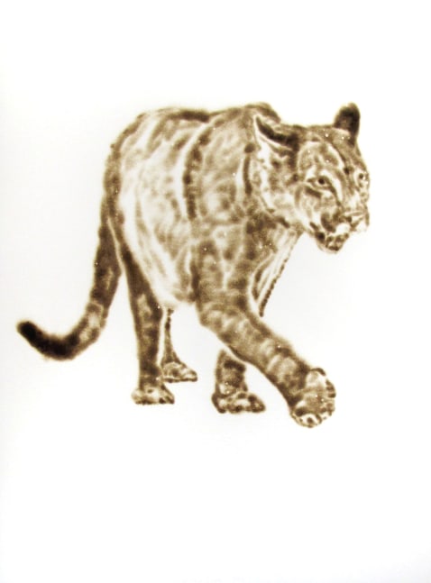 Helen Altman Mountain Lion (2), 2012 torch drawing on paper 30" x 22 1/2" HA 371 Moody Gallery