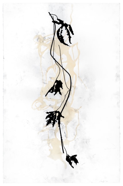 Randy Twaddle Vine #14, 2023 charcoal and coffee on paper 40" x 26" RT 452