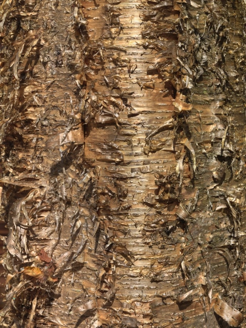 MANUAL (Hill &amp;amp; Bloom)
Yellow Birch Cycle #10, Oct 12 [12:02:46&amp;mdash;12:05:47 pm], 2015
archival pigment print, ed: 5
43 1/4&amp;quot; x 33 1/8&amp;quot;
M 586