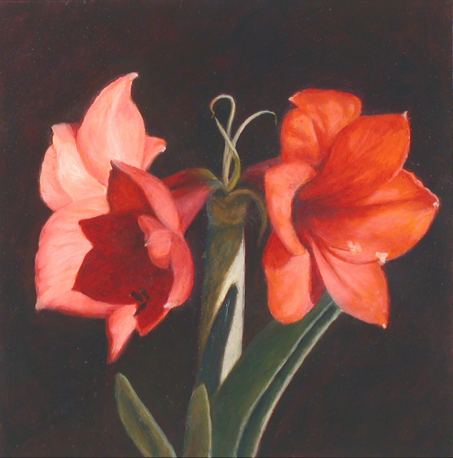 Jean Carruthers Wetta Amaryllis IV, 2008 oil on paper 10" x 10" JCW 21 Moody gallery