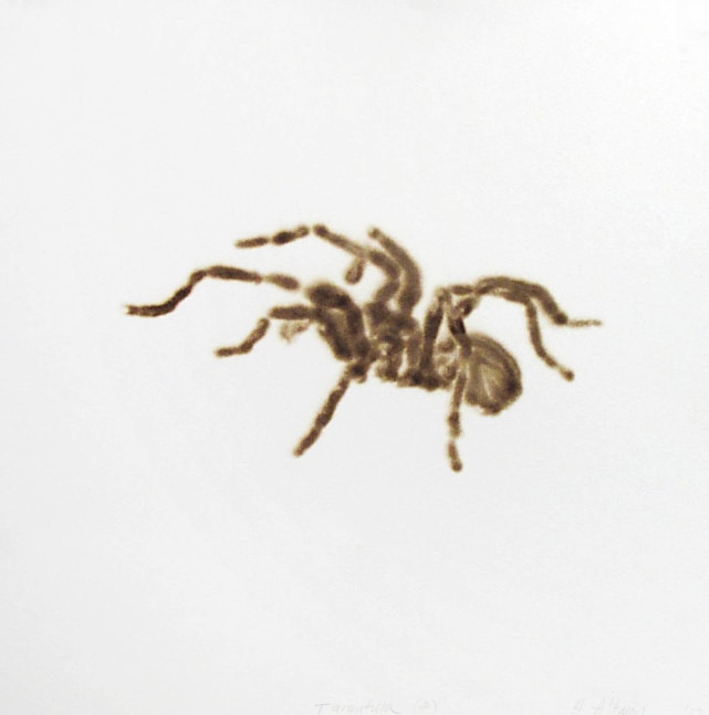 Helen Altman Tarantula (2), 2012 torch drawing on paper 14" x 14" HA 379 Moody Gallery