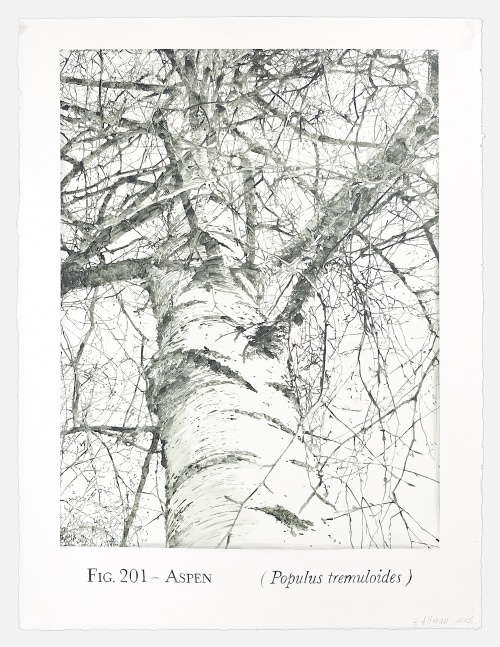 Helen Altman Fig. 201 - Aspen, 2025 acrylic on paper 30" x 22 3/4" HA 898